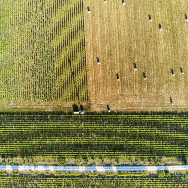 Vue aérienne des vignes, montrant l'étendue et la beauté du vignoble