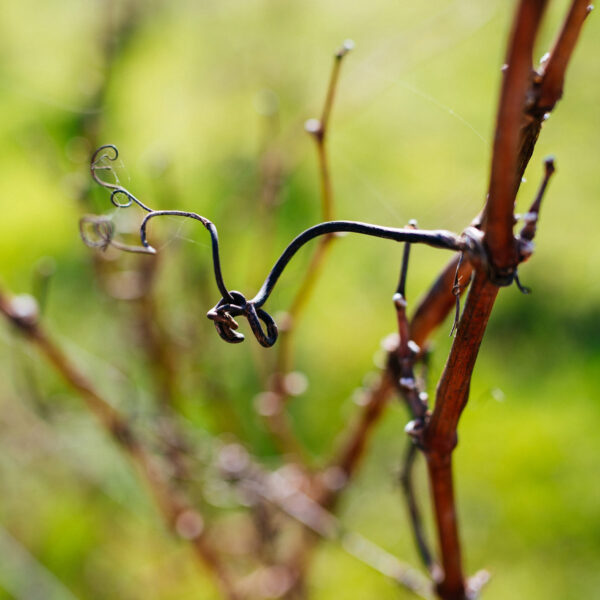 Sarment de vigne avec jeune pousse, montrant les détails de la croissance des vignes dans le vignoble de Lionel Gosseaume.