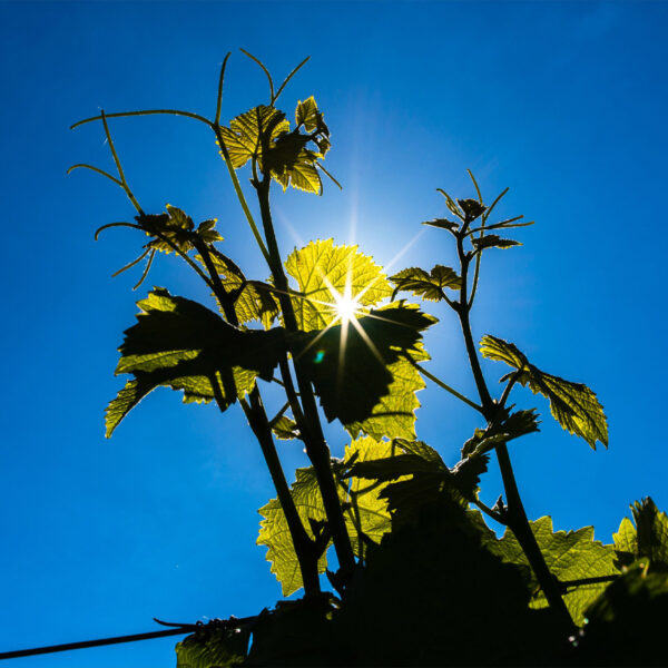 illes de vigne de Sauvignon baignées de soleil, illustrant la culture du Sauvignon Blanc dans la région de Touraine Oisly, Loire Valley.