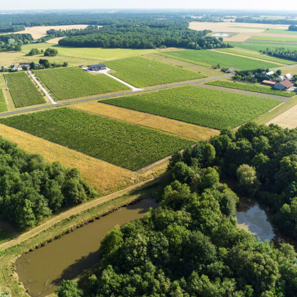 Vue aérienne des vignobles de Touraine Oisly, montrant les parcelles de Sauvignon et autres cépages rares cultivés par un vigneron de la Loire Valley.