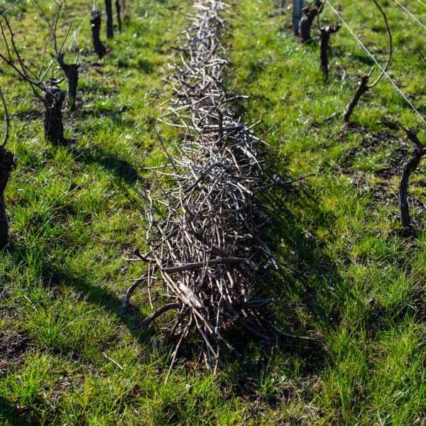 Vigne en hiver, illustrant le cycle de vie des plantes dans le vignoble