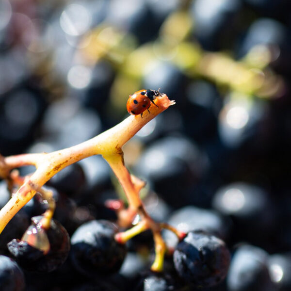 Coccinelle sur une grappe de raisin Sauvignon, symbolisant la culture biologique des cépages rares dans la région de Touraine Oisly, Vallée de la Loire.
